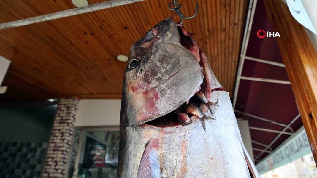 İnsan boyunda dev balık, görenlere küçük dilini yutturdu! O kentte sergileniyor 8